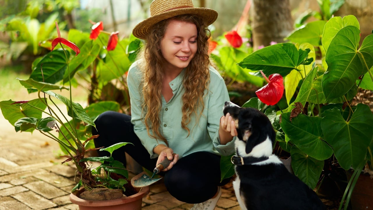 Young happy woman gardener wearing straw hat taking care of potted plants with her dog. Junior caucasian female and her pet smiling in garden planting flowers in pots. Gardening and farming concept