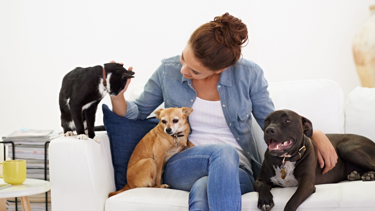 Woman, sofa and happy with pet, cat and dog for care, love and bonding in home living room, playing and together. Girl, animal family and smile on lounge couch with happiness, lifestyle and house