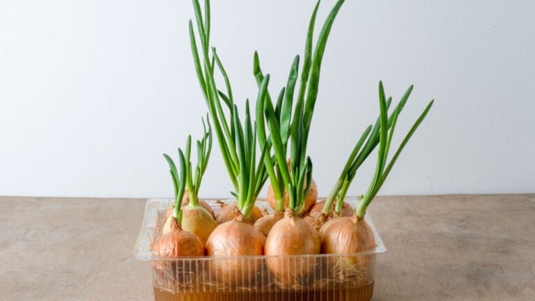 Grow green onions at home. DIY food. Growing onion in water. Gardening. Plant sprout. Germination of greens. Wooden background. Regrow