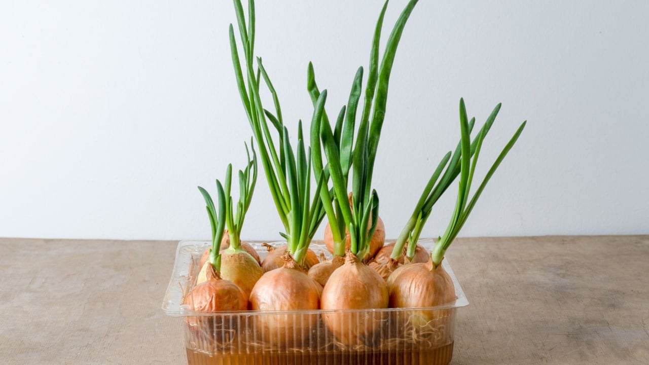 Grow green onions at home. DIY food. Growing onion in water. Gardening. Plant sprout. Germination of greens. Wooden background. Regrow