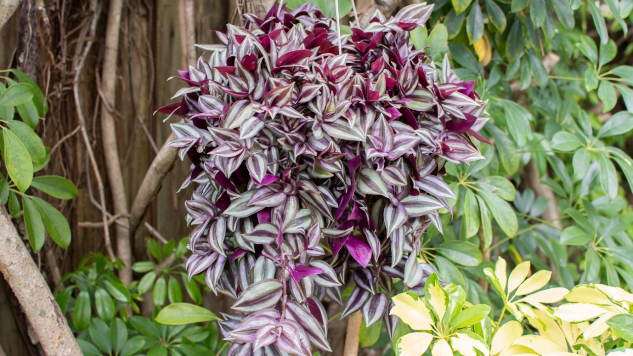 Inch Plant, Tradescantia zebrina, Wandering Jew hanging basket. Popular easy house plant in a hanging basket. Wandering Dude plant