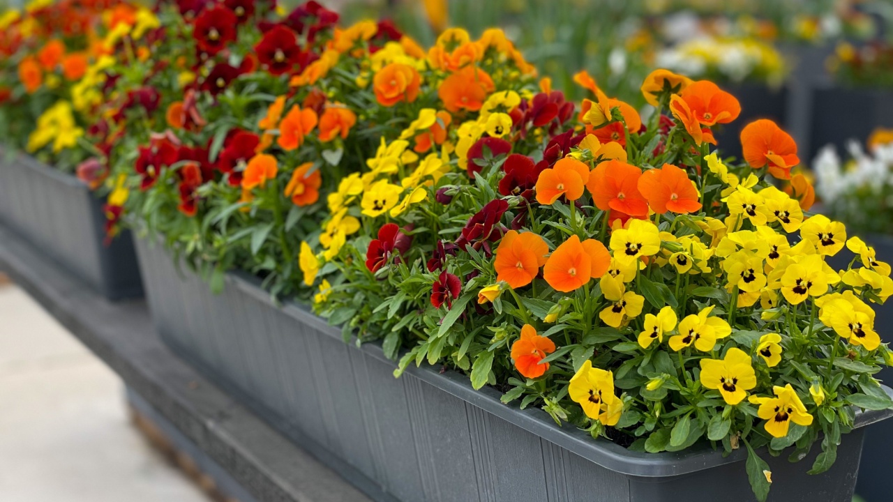 Decorative flower pots with spring flowers viola cornuta flower pots in terrace balcony garden