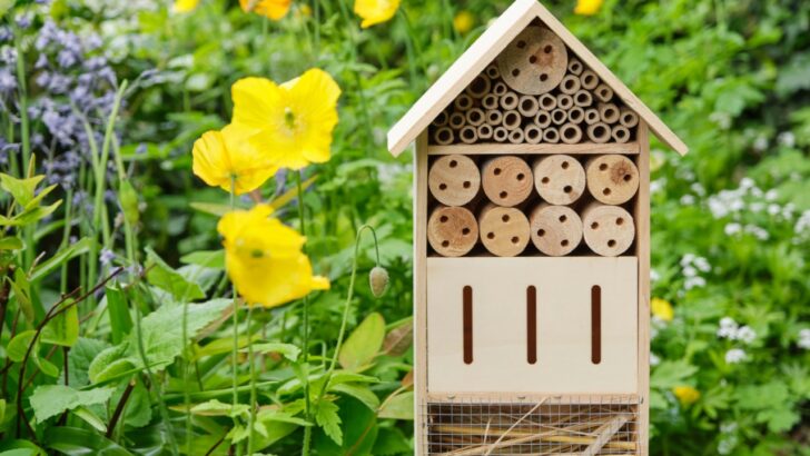 12 Tips for a Bee Hotel That Actually Helps