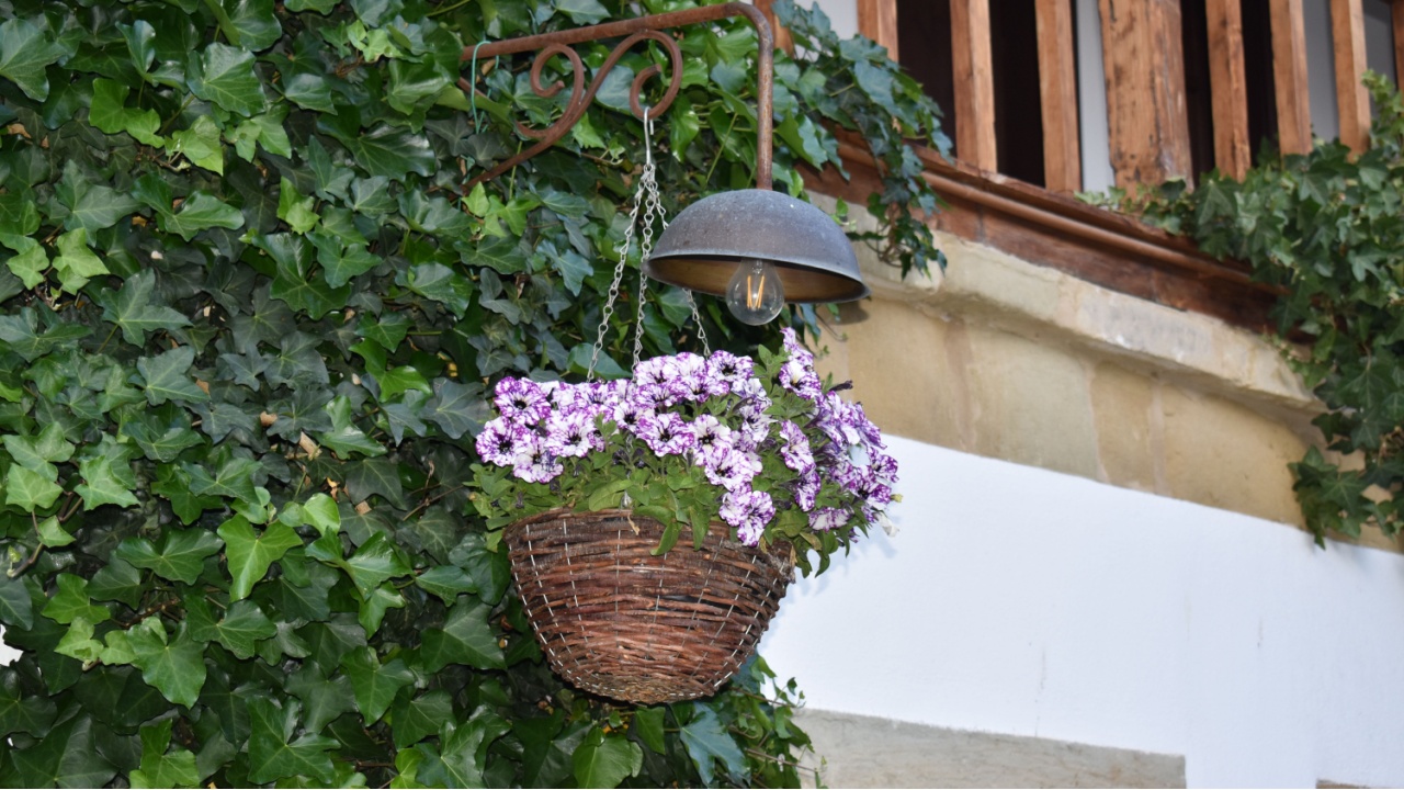 Flowers for outdoor beauty and passion 