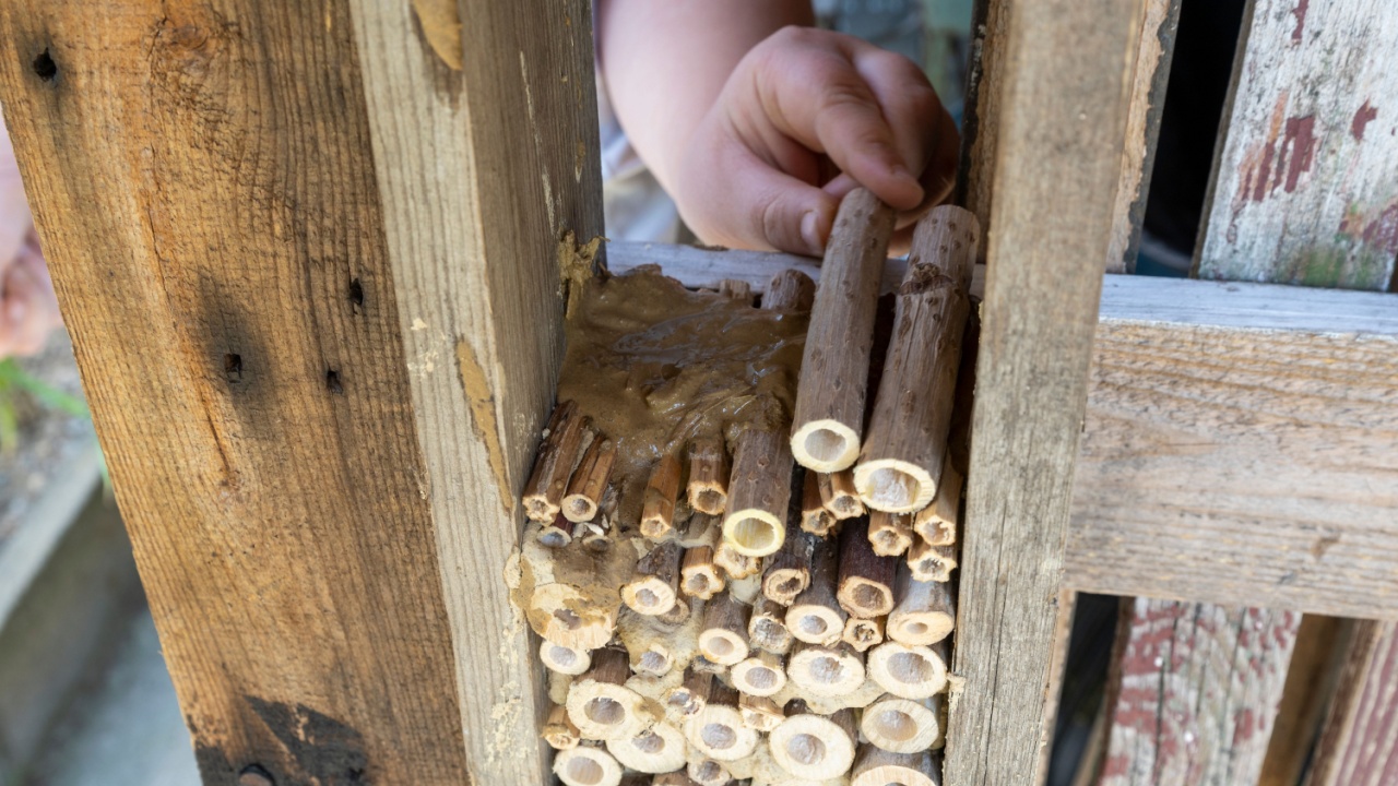 Making wooden insect house decorative bug hotel.