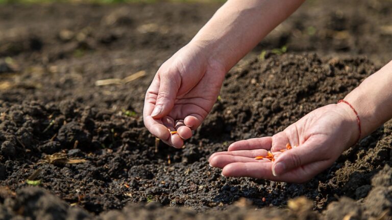 A woman farmer plants seeds in the garden.