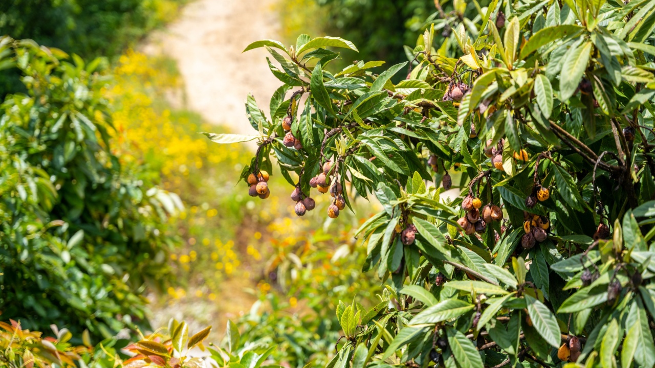 Fig tree with leaves and fruit. The variety of fig is 'Brown Turkey'.