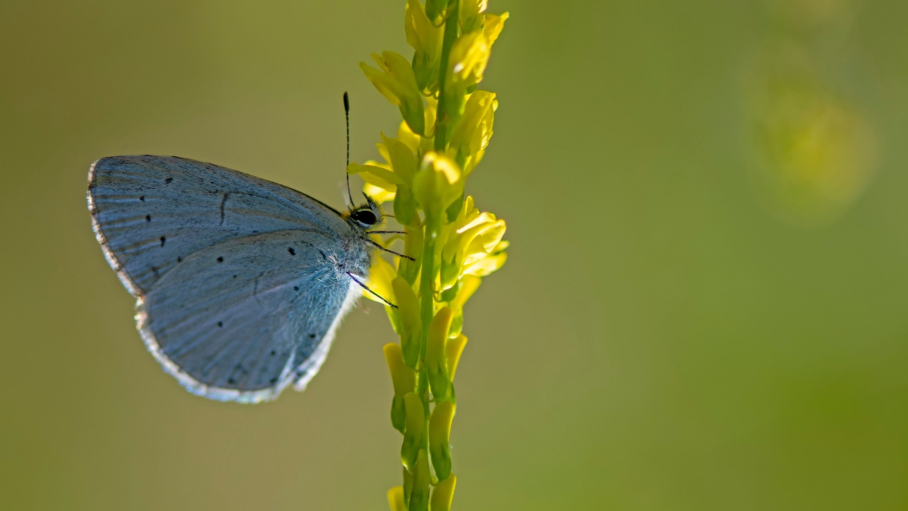 Close-up on a Holly blue butterfly (Celastrina argiolus) sitting with closed wings on yellow flower in the garden against blurred green background.
