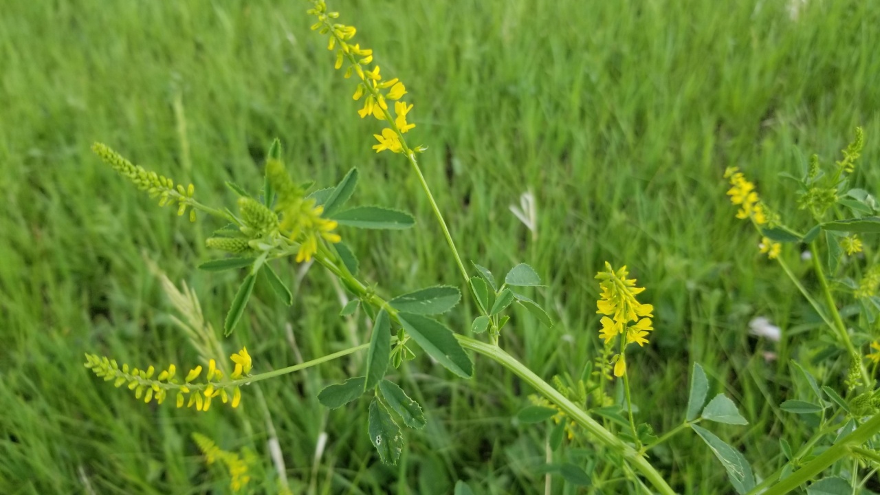 sweet clover blooming in hayfield 