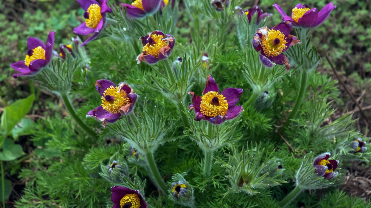Beautiful Pulsatilla vulgaris in the garden in spring. Pulsatilla vulgaris, pasqueflower, is a species of flowering plant belonging to the buttercup family, Ranunculaceae.
