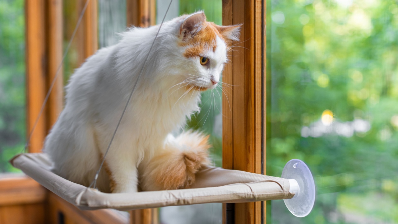 domestic cat looks out the window sitting in a hammock. cat looking out the window