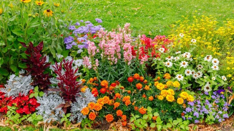 Multicolor blooming front garden. Outdoor summer gardening. Multi-colored flower bed in the park. Lots of beautiful summer flowers. Lush bright flowering in the garden.