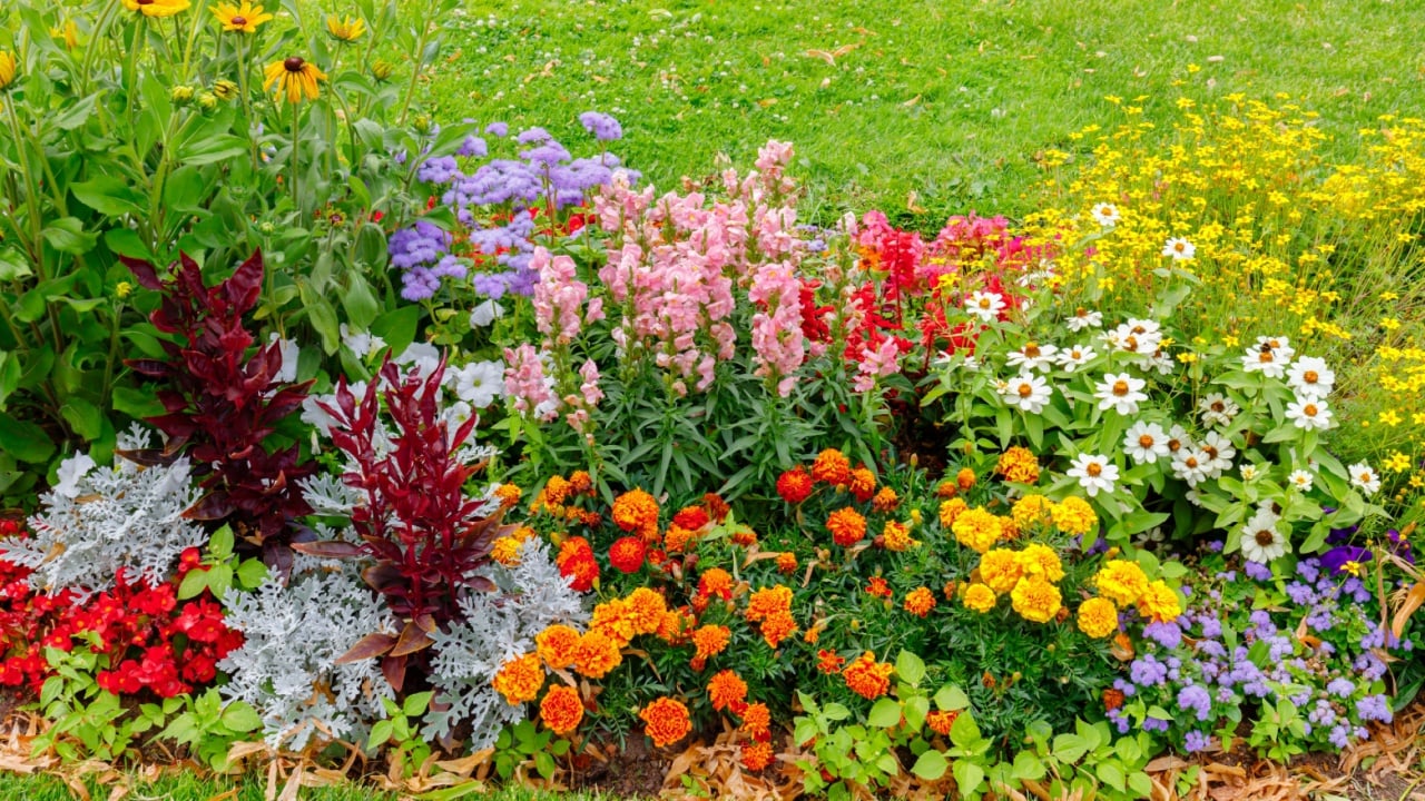Multicolor blooming front garden. Outdoor summer gardening. Multi-colored flower bed in the park. Lots of beautiful summer flowers. Lush bright flowering in the garden.