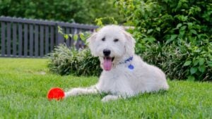 A happy dog sits with his chew toy in a backyard during summer