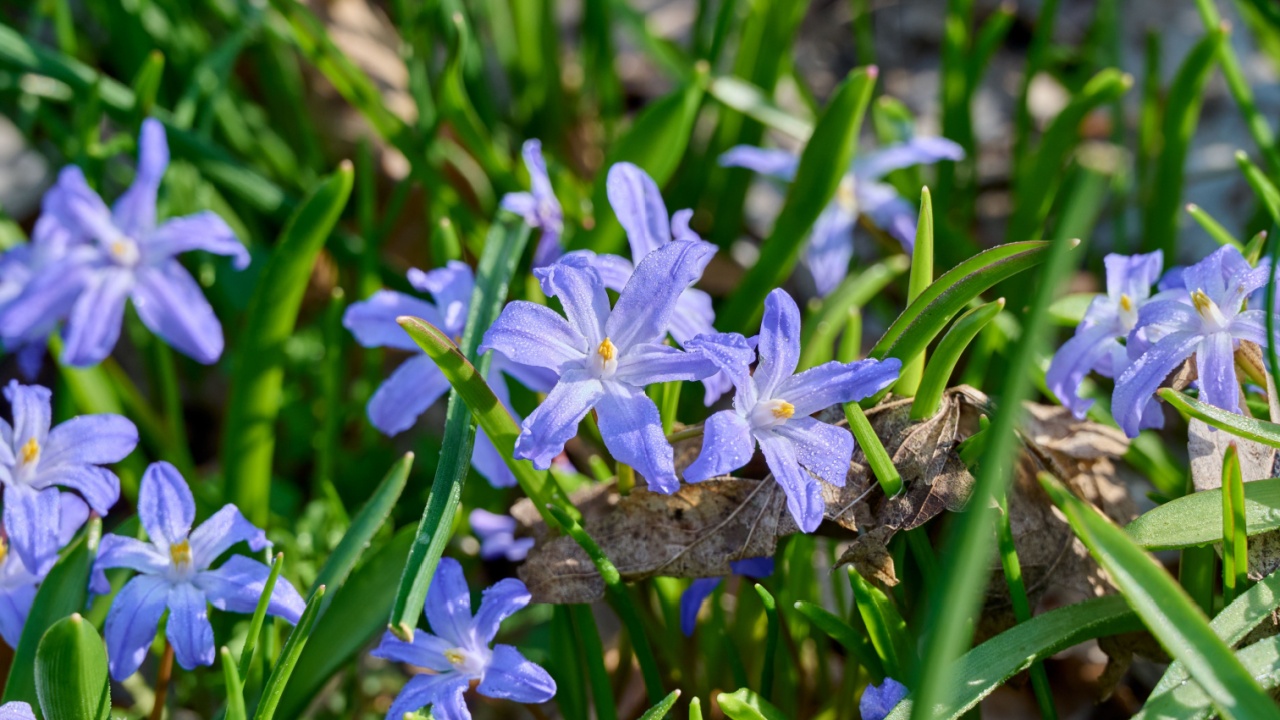 chionodoxa forbesii with dew drops in the morning sun