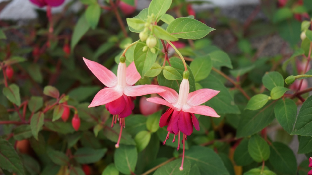 Winter-hardy fuchsias bloom in a flower pot in July in the garden. Fuxia, lat. Fuchsia, is a genus of perennial plants of the Cyprus family, Onagraceae. Berlin, Germany
