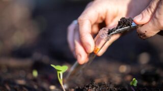 taking a soil sample for a soil test in a field. Testing carbon sequestration and plant health in Australia