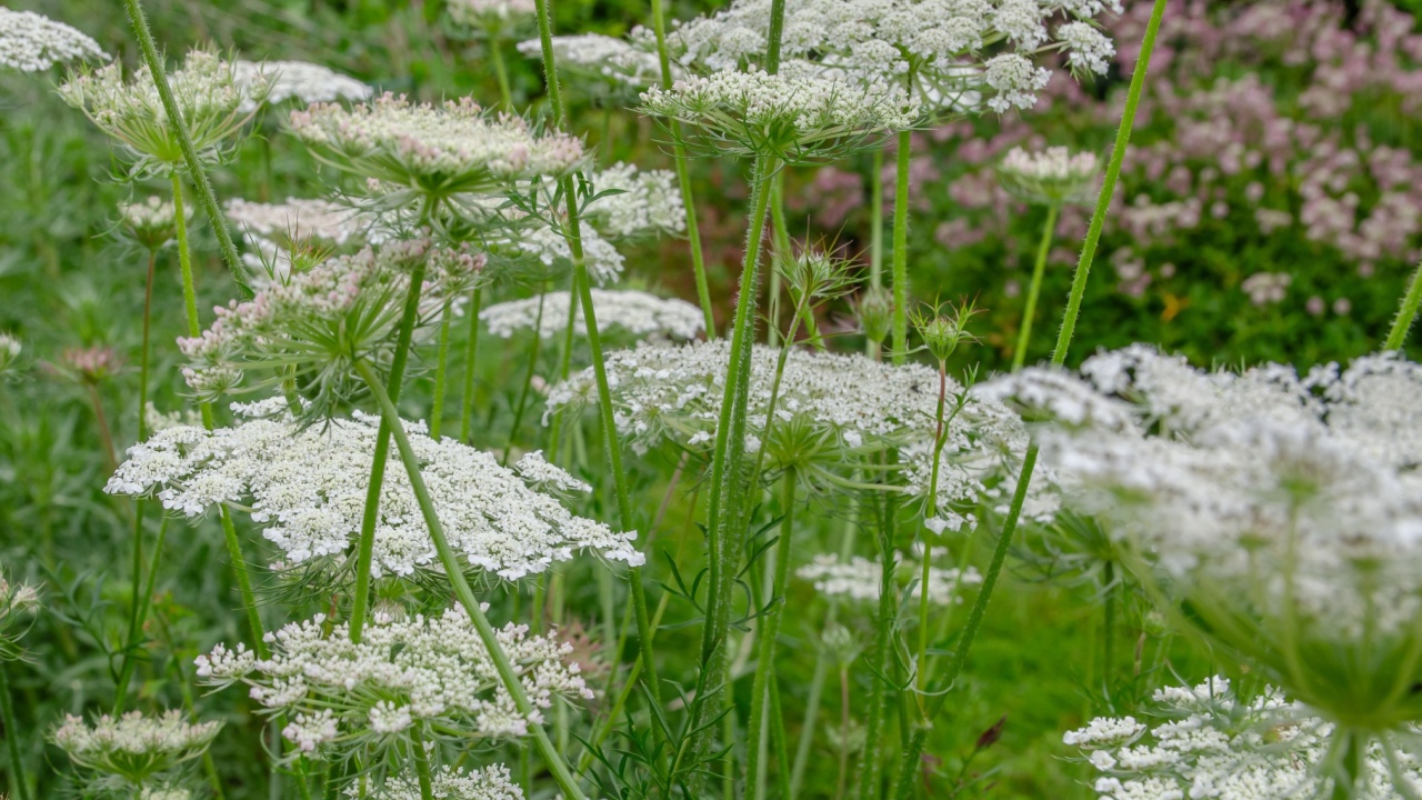 White flowering plant, Daucus carota flower or wild carrot blossom or bird's nest full bloom or bishop's lace or Queen Anne's lace , close up