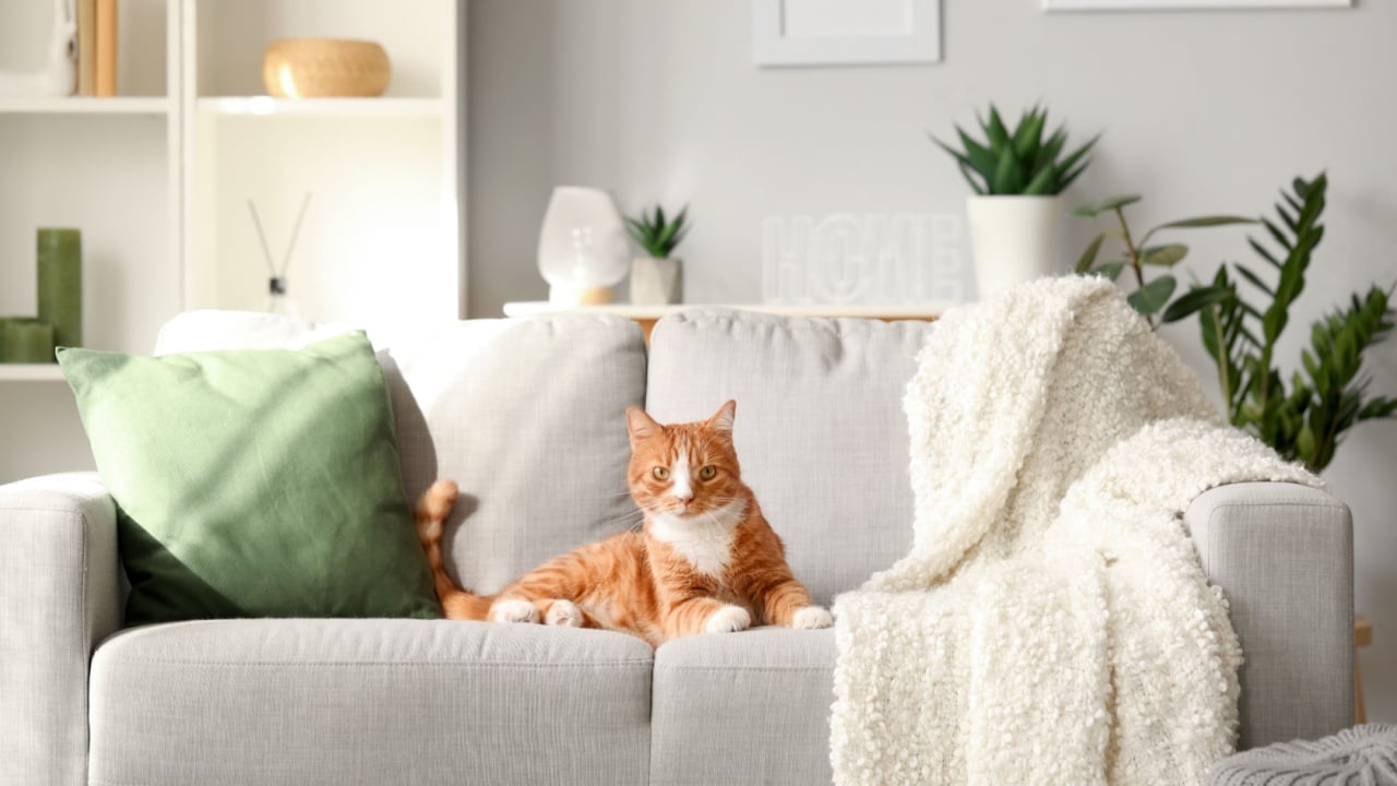Funny cat lying on grey sofa at home