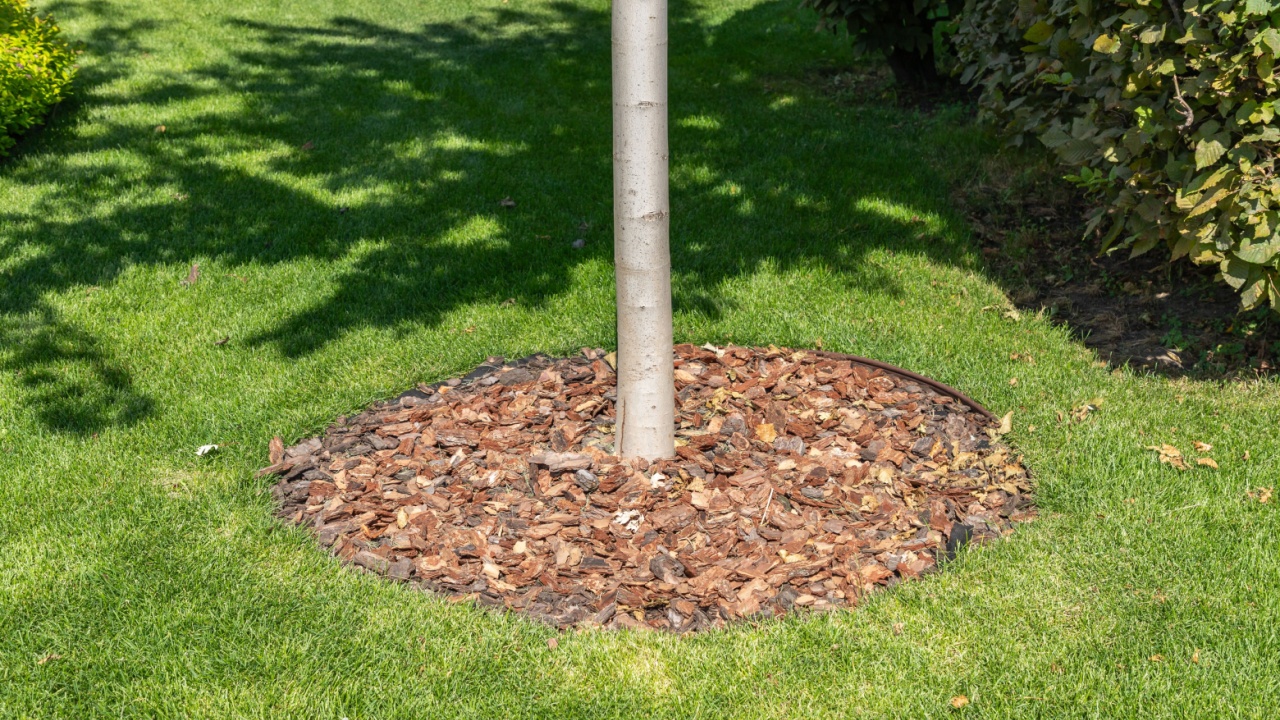 Trunk circles around garden plants are mulched with pine bark as protection from soil drying. Planting or growing trees with organic mulch trunk-circle on a green lawn. Sunny day.