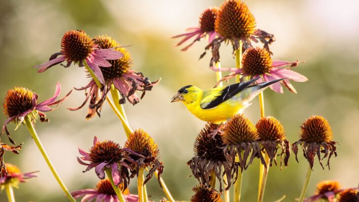 20 Perennial Seed Heads That Feed Birds Over Winter