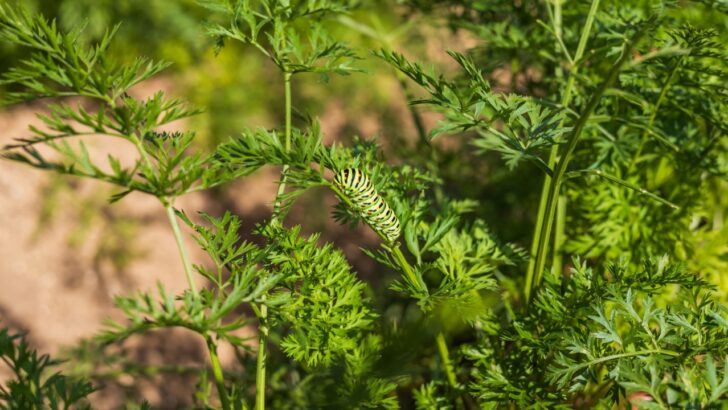 11 Gardening Mistakes Accidentally Attracting Pests