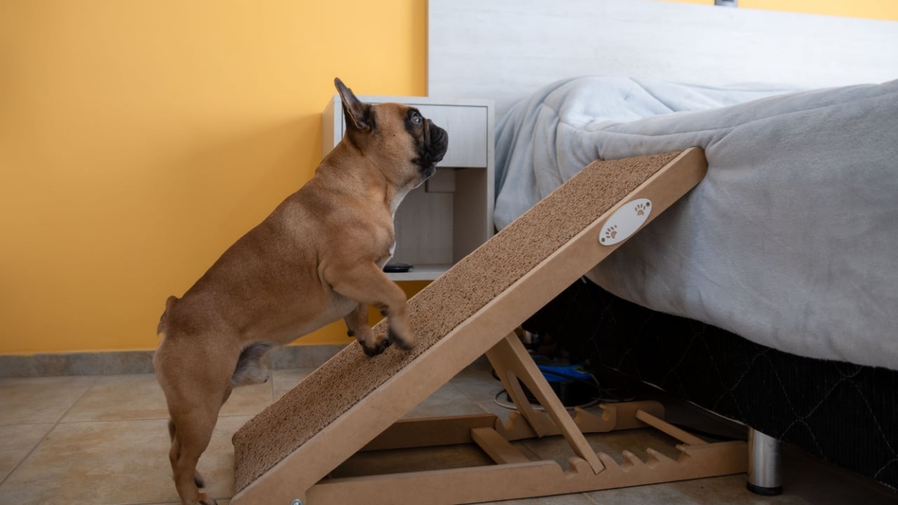 French bulldog climbing the ramp to the bed. Safe for back health in a small dog.