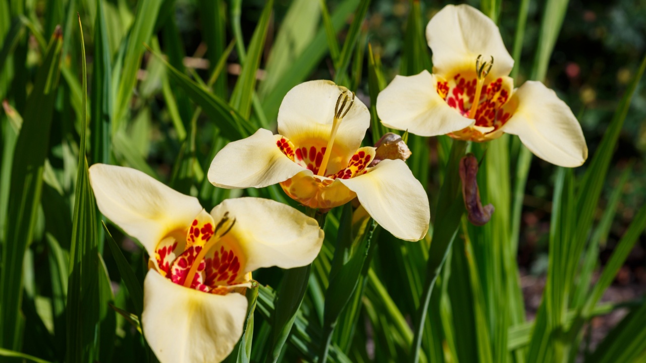 Tigridia pavonia is the best-known species from the genus Tigridia, in the Iridaceae family. Common names include jockey's cap lily, Mexican shellflower peacock flower, tiger iris, and tiger flower