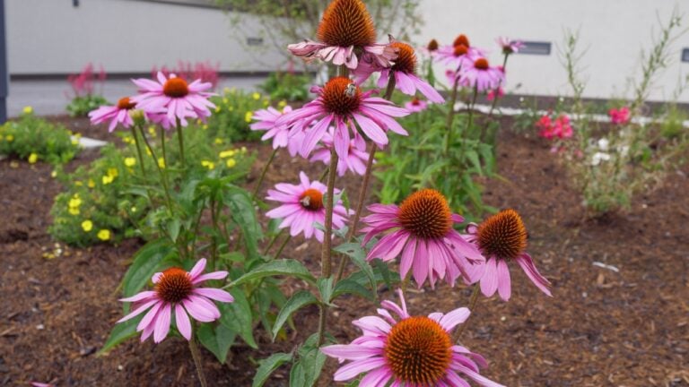 Echinacea Purpurea, the Eastern Purple Coneflower a North American species of flowering plant in the family Asteraceae.