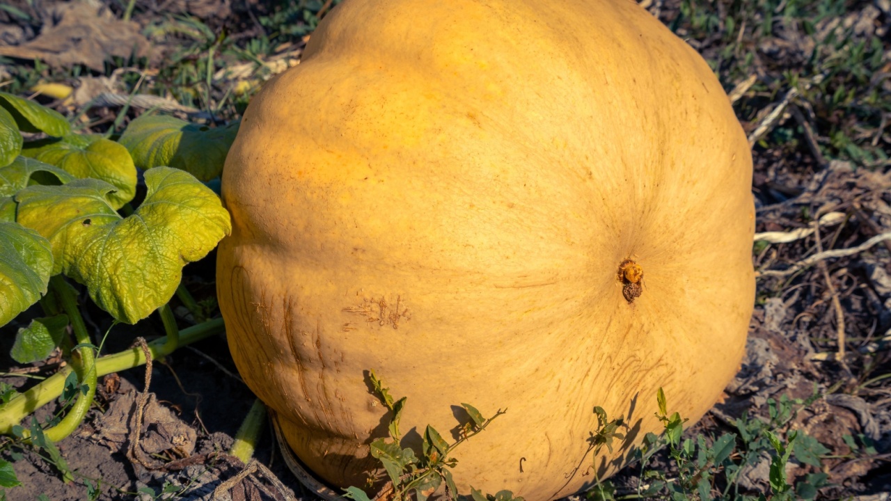 Giant yellow pumpkin in garden soil.