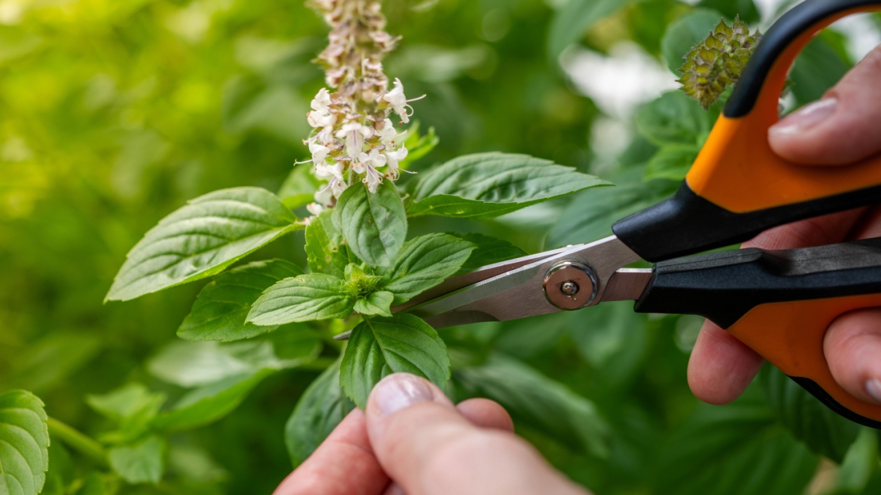 Basil. Pruning a basil plant. Spices of the world. Caring for plants. Hands with scissors.