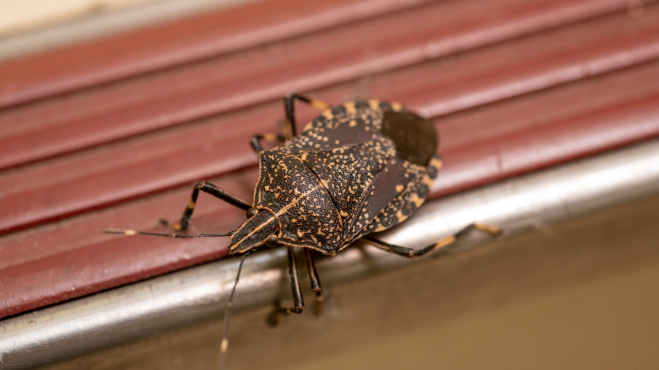 Close up of Yellow-spotted Stink Bug