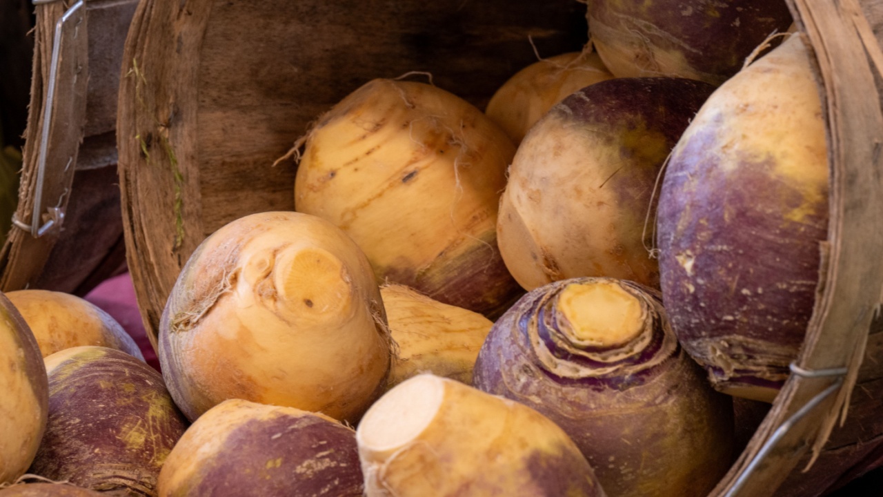 A wooden round barrel on its side filled with turnips, as a display at a farmers' market. The whole purple and yellow colored root vegetables, rutabaga, are round, and hard with smooth thin skin. 