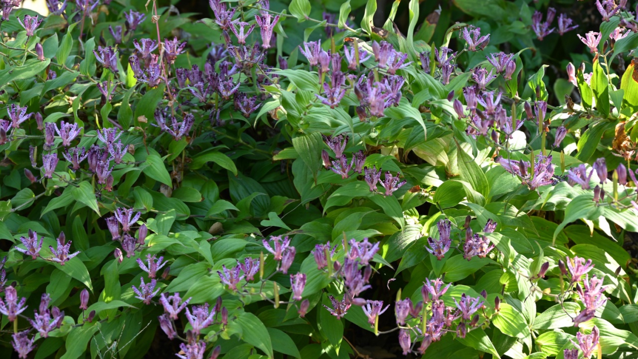 Japanese toad lily ( Tricyrtis hirta ) flowers. Liliaceae perennial plants. Purple spotted flowers bloom upwards from August to October.