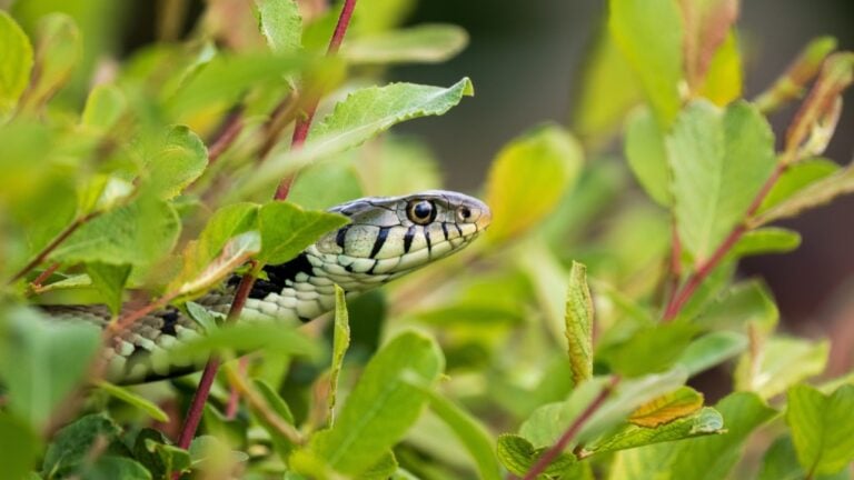 Close-up of a Grass Snake