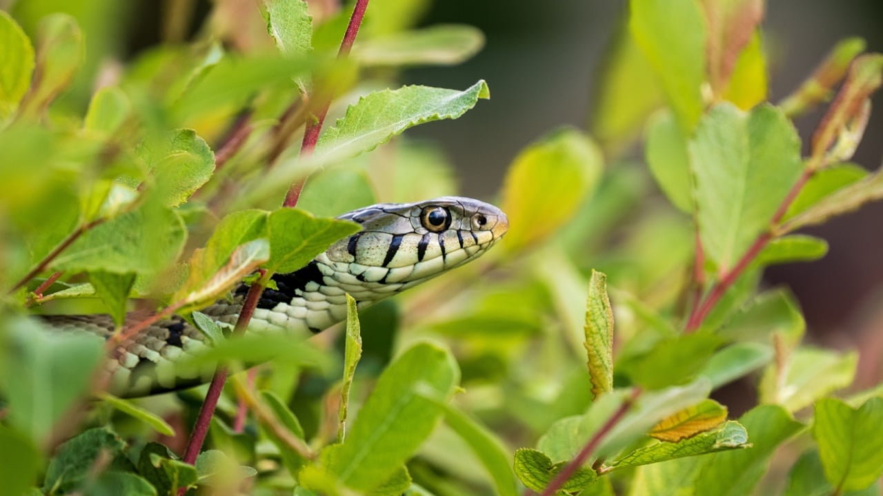 Close-up of a Grass Snake