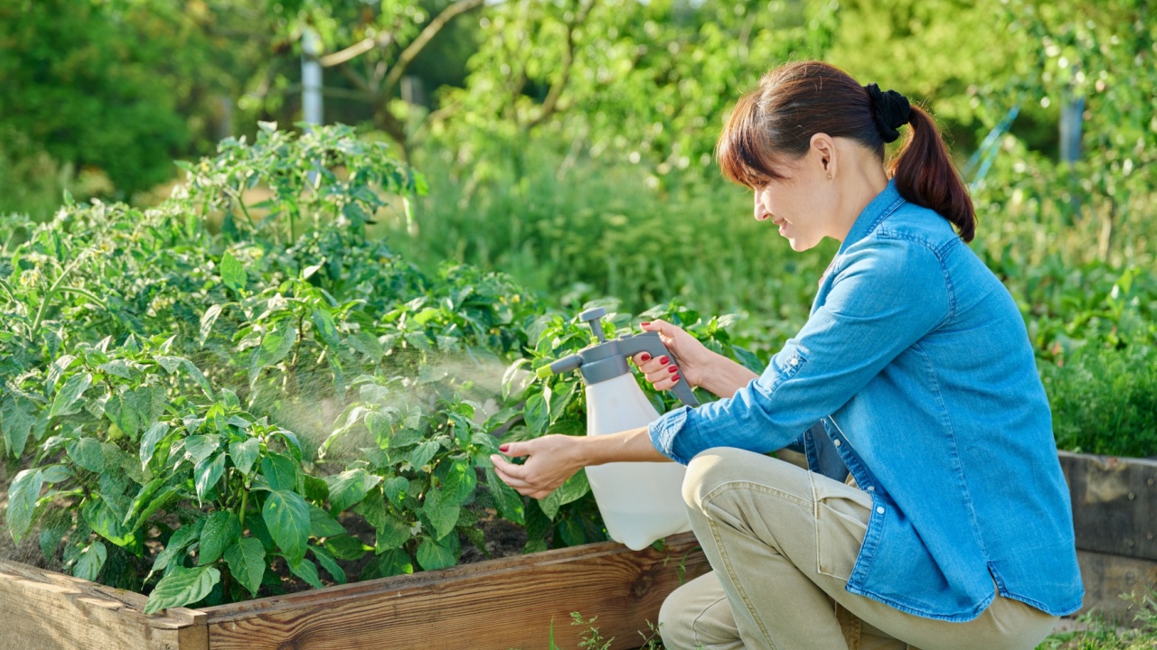 Gardener woman with spray gun spraying sweet bell pepper plant in garden