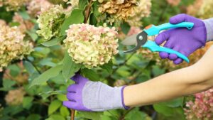 Woman pruning hydrangea flowers with secateurs in garden, closeup