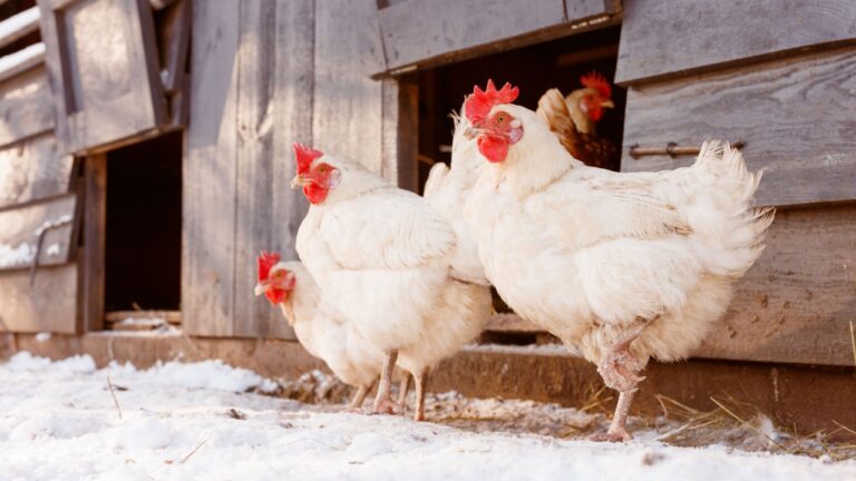 chicken walking on an eco-poultry farm in winter, free-range chicken farm