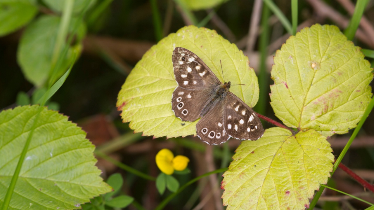 speckled wood butterfly (Pararge aegeria) perched on a leaf