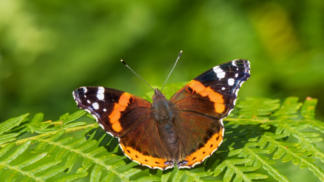 Red Admiral Butterfly on a Fern