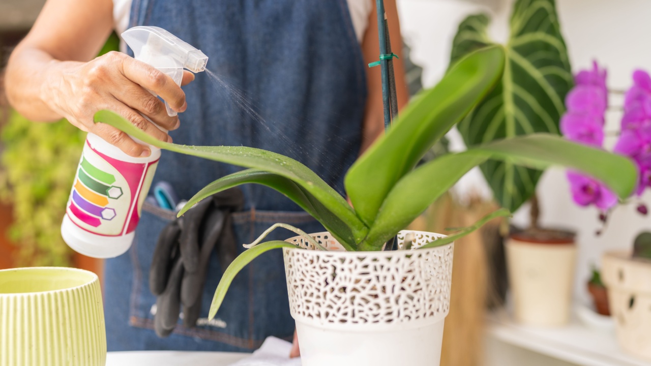 Senior gardener applying an nature fertilizer to his orchid flower plant