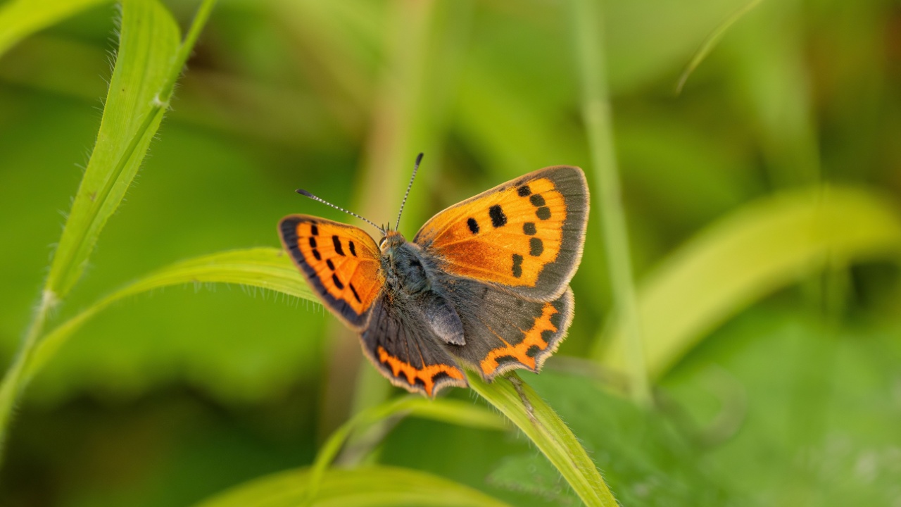 Small Copper Butterfly Resting on Grass Stem