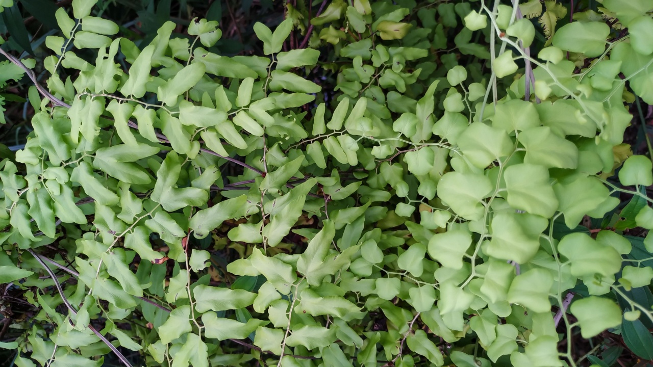 Climbing Maidenhair Fern or Snake Fern (Lygodium Microphyllum). A Species of the Lygodiaceae Family in the Schizaeales Order.
