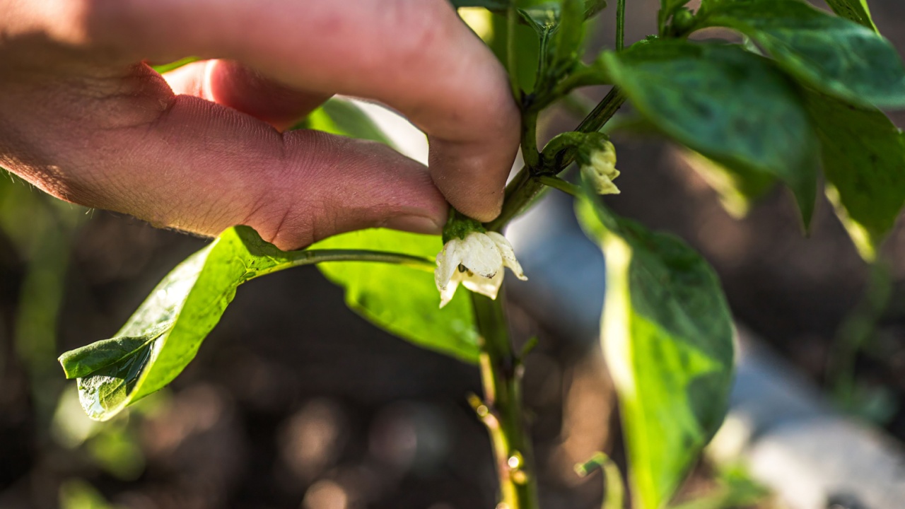Harvesting abundance: fingers carefully snipping the crown flower of a pepper plant, promoting robust lateral growth.