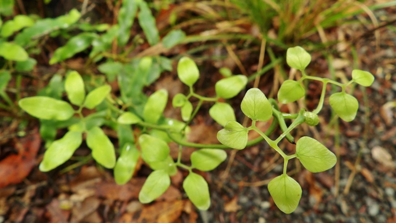 Mangemange, or bushman's mattress (Lygodium articulatum) unfolds young shoot at Wentworth Falls Walk in summer.