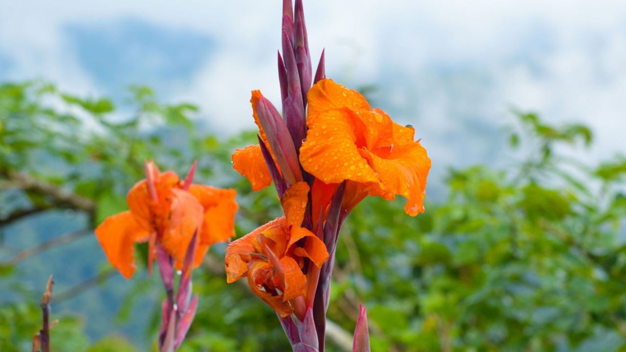 Close-Up View Of Natural Freshness Of Blooming Orange Canna Lily Flowers With Raindrops In A Misty Mountainous Area