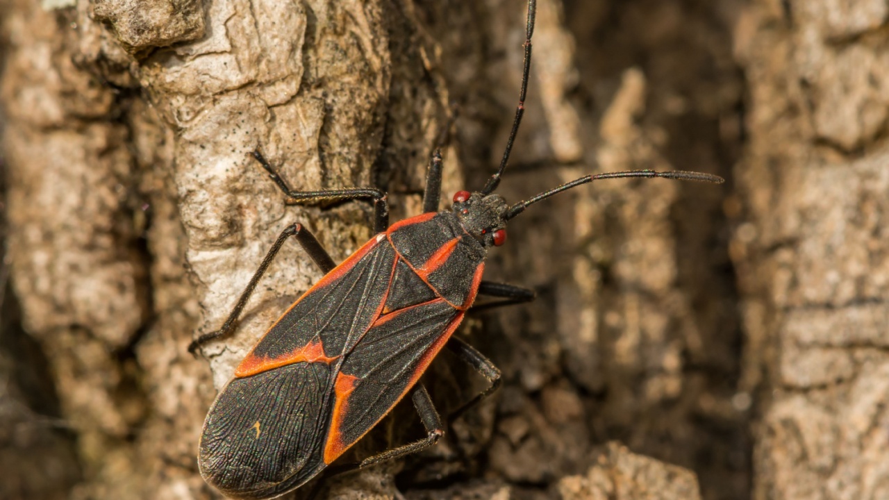 Boxelder Bug - Boisea trivittata