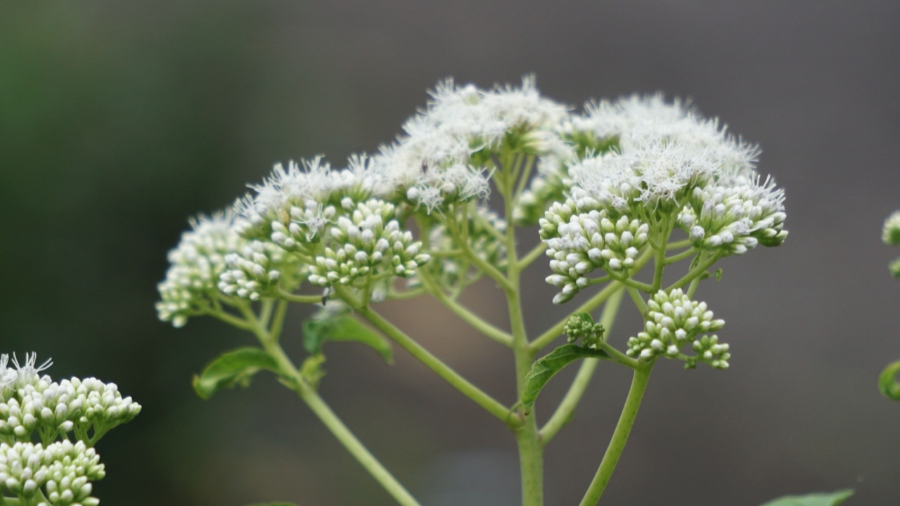 Eupatorium perfoliatum (boneset, boneset, agueweed, feverwort, sweating plant). This plant applied extracts for fever and common colds