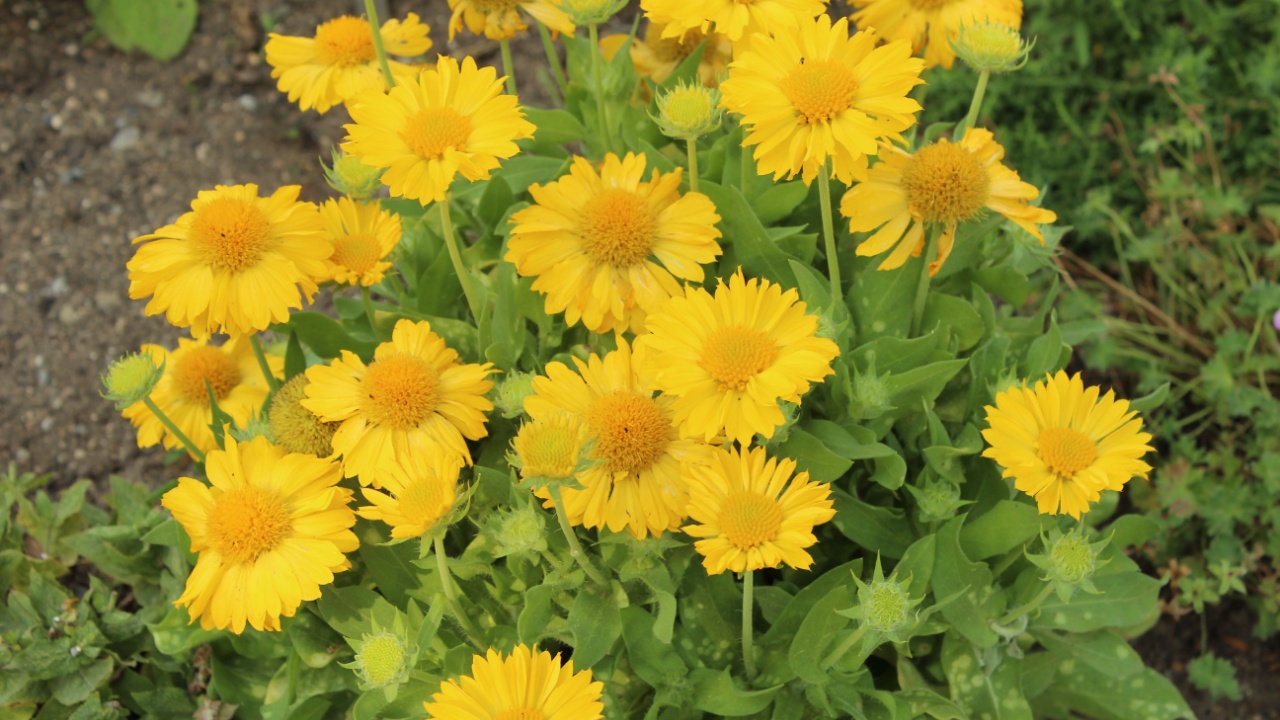 Gaillardia aristata 'Messa Yellow', common gaillardia with yellow blossoms
